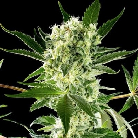 Amnesi-K Haze > Kannabia Seeds